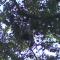 Boy in branches