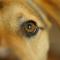 A dog's eye