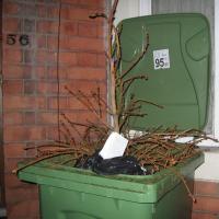 Tree in bin