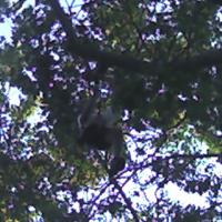 Boy in branches